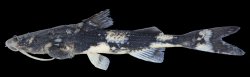 Pseudobagarius pseudobagarius