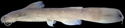 Amblyceps kurzii - Click for species data page