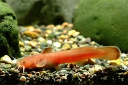 Liobagrus andersoni - Click for species page