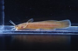 Liobagrus anguillicauda - Click for species page