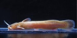 Liobagrus brevispina - Click for species page