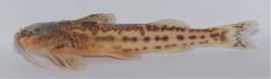 Zaireichthys maravensis - Click for species data page