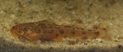 Zaireichthys sp. `MAJAMAZI` - Click for species page