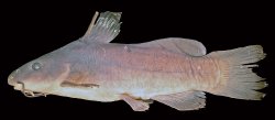 Ancharius fuscus - Click for species page