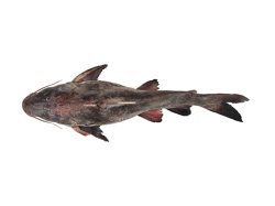 Notarius rugispinis