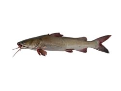 Sciades couma - Click for species page