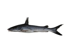 Sciades herzbergii - Click for species page