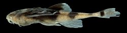 Ernstichthys taquari - Click for species data page
