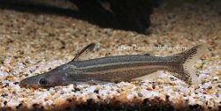 Ageneiosus lineatus