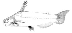 Auchenipterichthys thoracatus - Click for species page