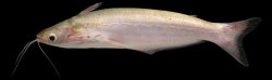 Auchenipterus brachyurus - Click for species data page