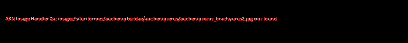 Auchenipterus brachyurus