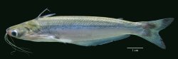 Auchenipterus dentatus - Click for species data page