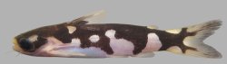 Centromochlus orca