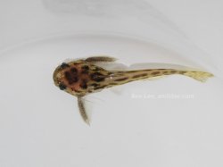 Trachelyichthys exilis