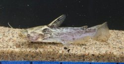 Trachelyopterus galeatus