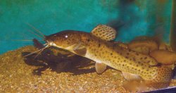 Parauchenoglanis ngamensis