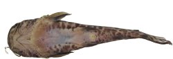 Parauchenoglanis stiassnyae