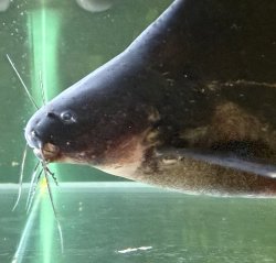 Bagrichthys hypselopterus