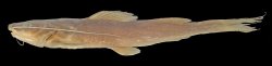 Hemibagrus gracilis - Click for species page