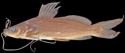 Mystus alasensis - Click for species data page