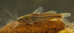 Mystus nanus - Click for species page