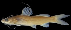 Mystus nigriceps - Click for species data page