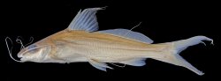 Mystus zeylanicus - Click for species page