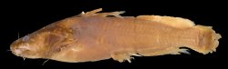 Pseudomystus fumosus - Click for species page