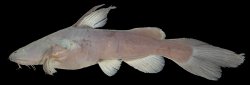 Pseudomystus inornatus - Click for species page