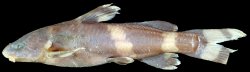 Pseudomystus sobrinus - Click for species page