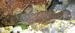Tachysurus adiposalis - Click for species page