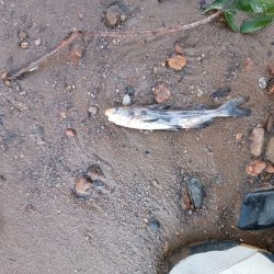 Tachysurus brashnikowi