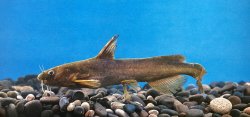 Tachysurus crassilabris