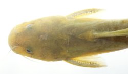Tachysurus flumendraco