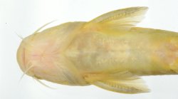 Tachysurus flumendraco