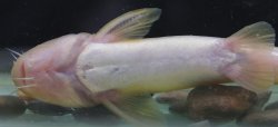 Tachysurus gracilis