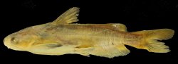 Tachysurus latifrontalis - Click for species page