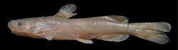 Tachysurus pratti