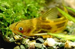Tachysurus sinensis