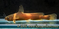 Tachysurus truncatus - Click for species page