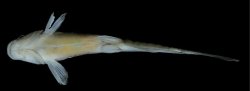 Tachysurus wuyueensis