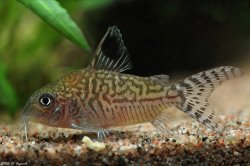 Brochis (sub-clade 2) reticulata - Click for species page