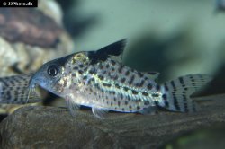 Brochis (sub-clade 3) agassizii - Click for species page