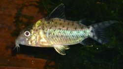 Brochis (sub-clade 3) agassizii