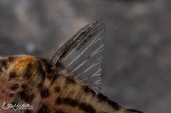 Brochis (sub-clade 3) ambiacus