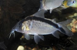 Brochis (sub-clade 3) bethanae - Click for species page
