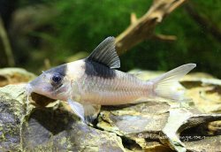 Brochis (sub-clade 3) cryptica