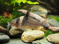 Brochis (sub-clade 3) delphax - Click for species page