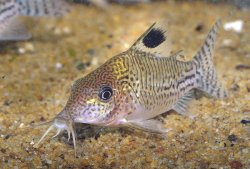 Brochis (sub-clade 3) leopardus